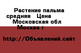 Растение пальма средняя › Цена ­ 1 500 - Московская обл., Москва г.  »    